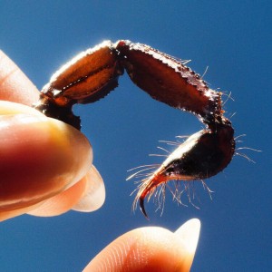 Cowards (Clear Vinyl)